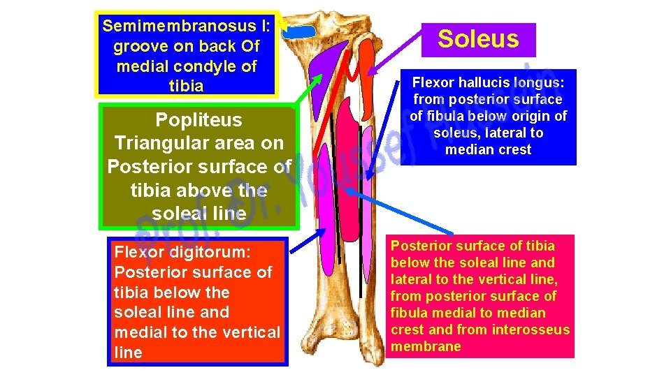 Semimembranosus I: groove on back Of medial condyle of tibia Popliteus Triangular area on