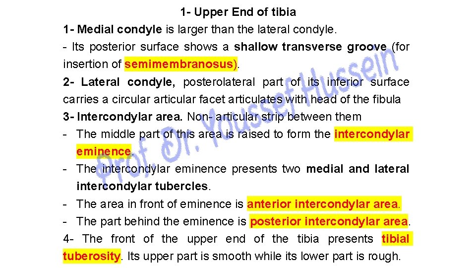 1 - Upper End of tibia 1 - Medial condyle is larger than the