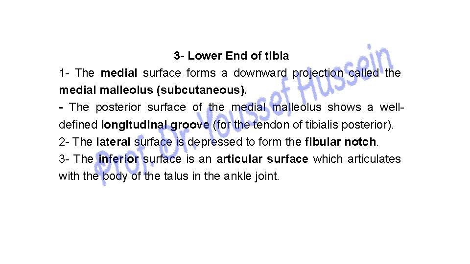 3 - Lower End of tibia 1 - The medial surface forms a downward
