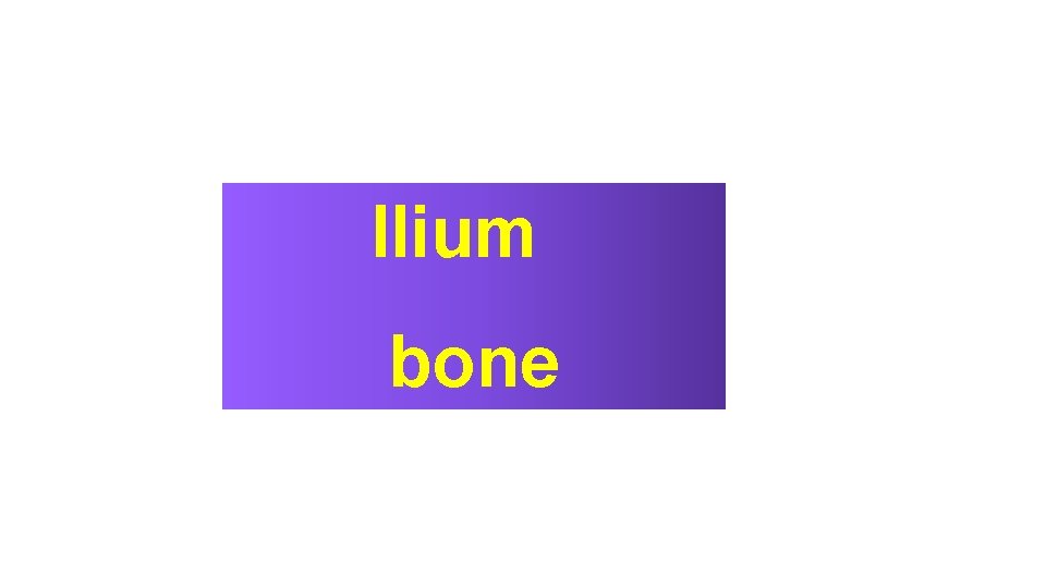 Ilium bone 