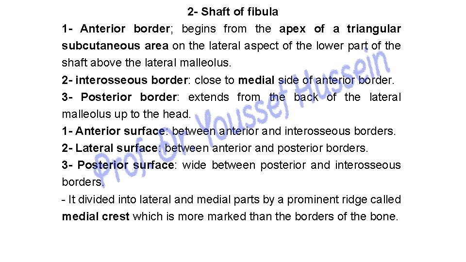 2 - Shaft of fibula 1 - Anterior border; begins from the apex of