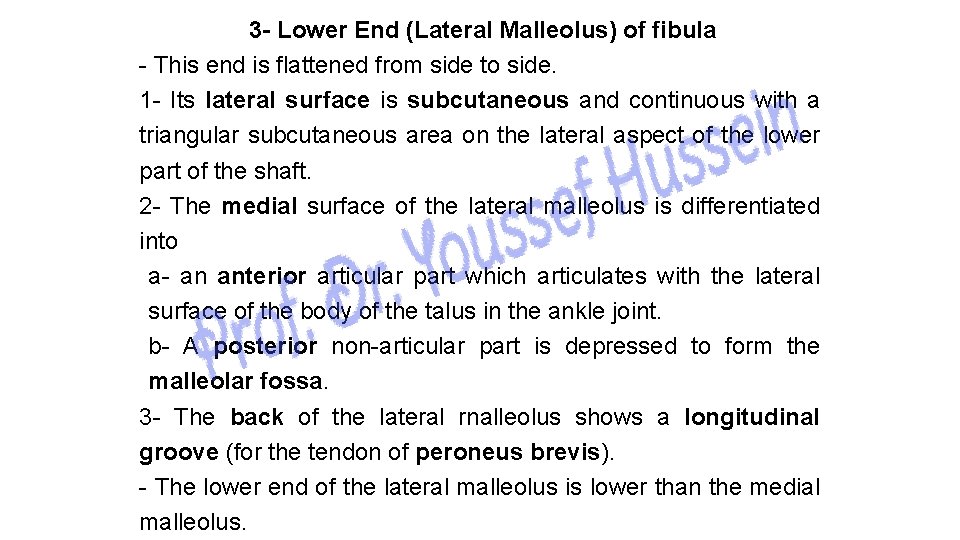 3 - Lower End (Lateral Malleolus) of fibula - This end is flattened from