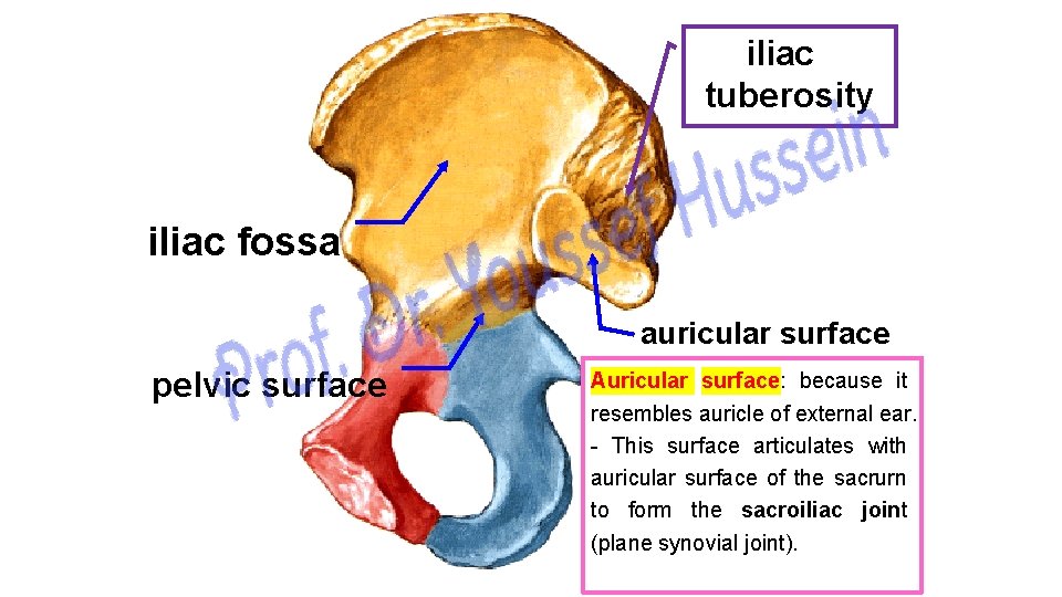iliac tuberosity iliac fossa auricular surface pelvic surface Auricular surface: because it resembles auricle