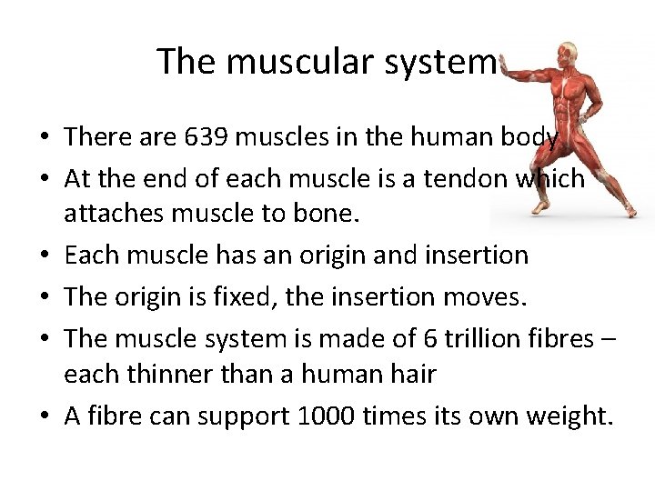 The muscular system • There are 639 muscles in the human body • At