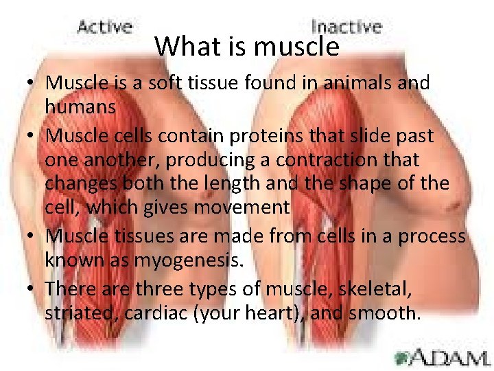 What is muscle • Muscle is a soft tissue found in animals and humans