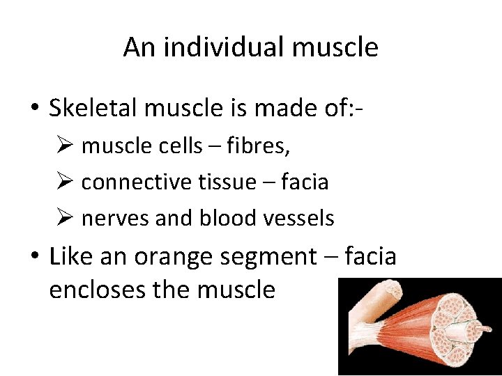 An individual muscle • Skeletal muscle is made of: Ø muscle cells – fibres,