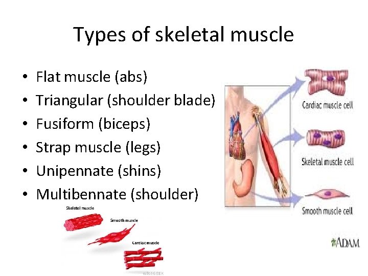 Types of skeletal muscle • • • Flat muscle (abs) Triangular (shoulder blade) Fusiform