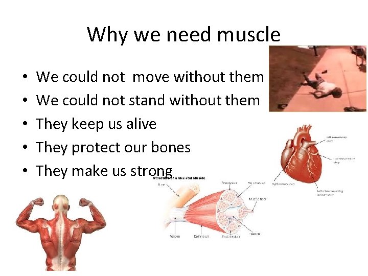Why we need muscle • • • We could not move without them We