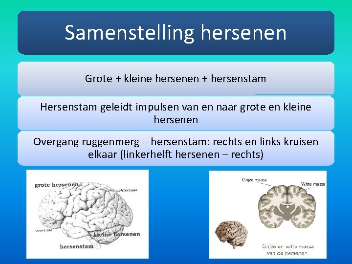 Samenstelling hersenen Grote + kleine hersenen + hersenstam Hersenstam geleidt impulsen van en naar