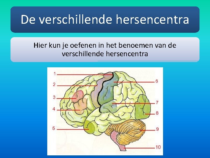 De verschillende hersencentra Hier kun je oefenen in het benoemen van de verschillende hersencentra