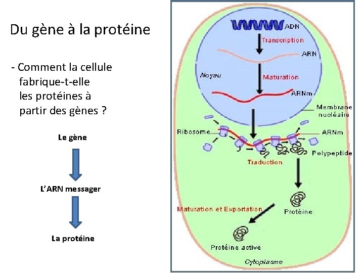 Du gène à la protéine - Comment la cellule fabrique-t-elle les protéines à partir