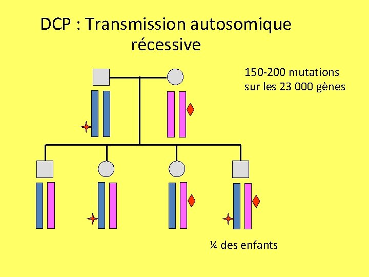 DCP : Transmission autosomique récessive 150 -200 mutations sur les 23 000 gènes ¼