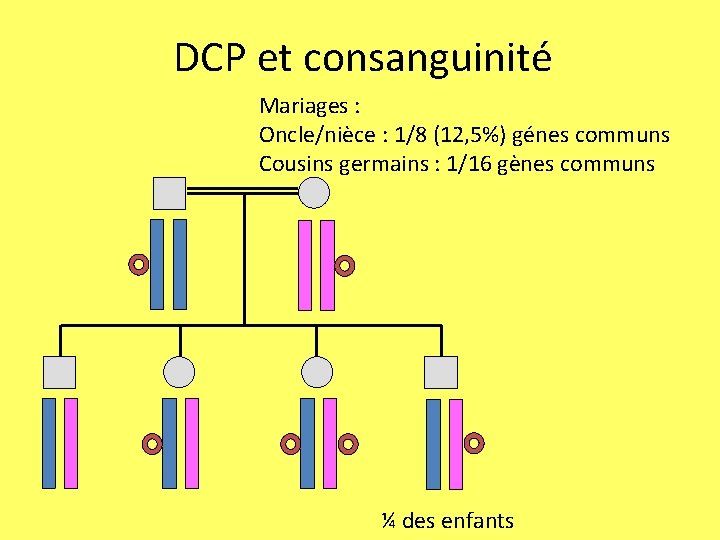 DCP et consanguinité Mariages : Oncle/nièce : 1/8 (12, 5%) génes communs Cousins germains