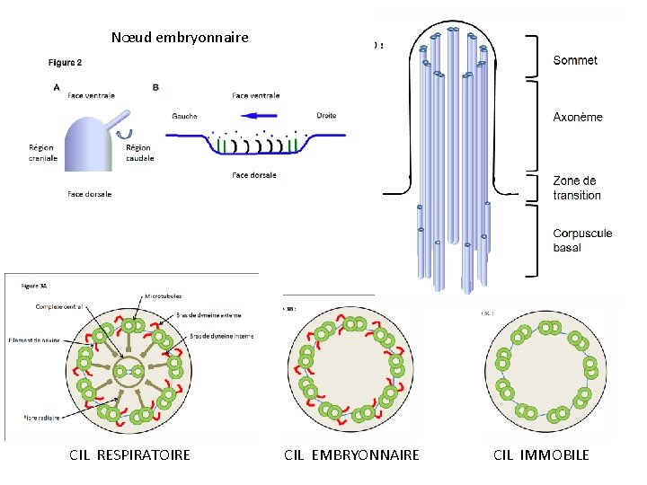Nœud embryonnaire CIL RESPIRATOIRE CIL EMBRYONNAIRE CIL IMMOBILE 