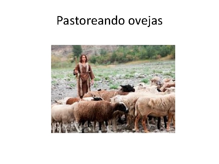 Pastoreando ovejas 