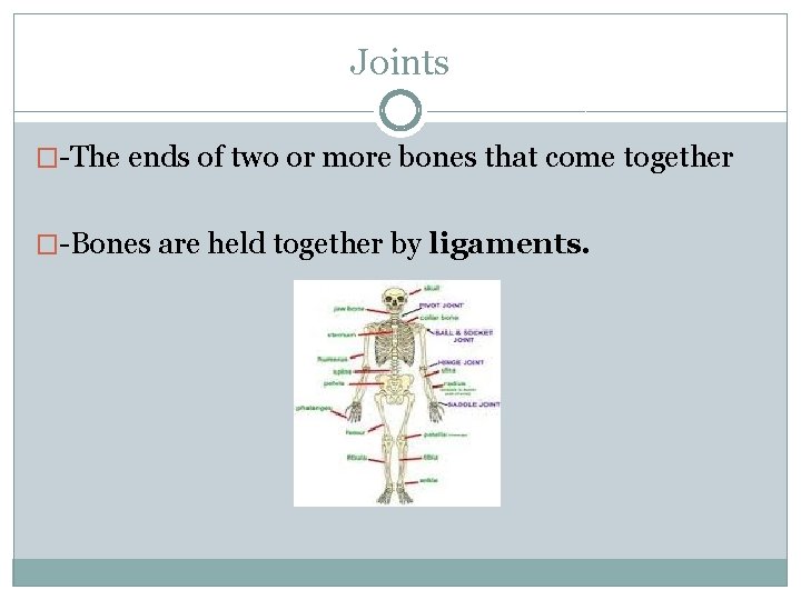Joints �-The ends of two or more bones that come together �-Bones are held