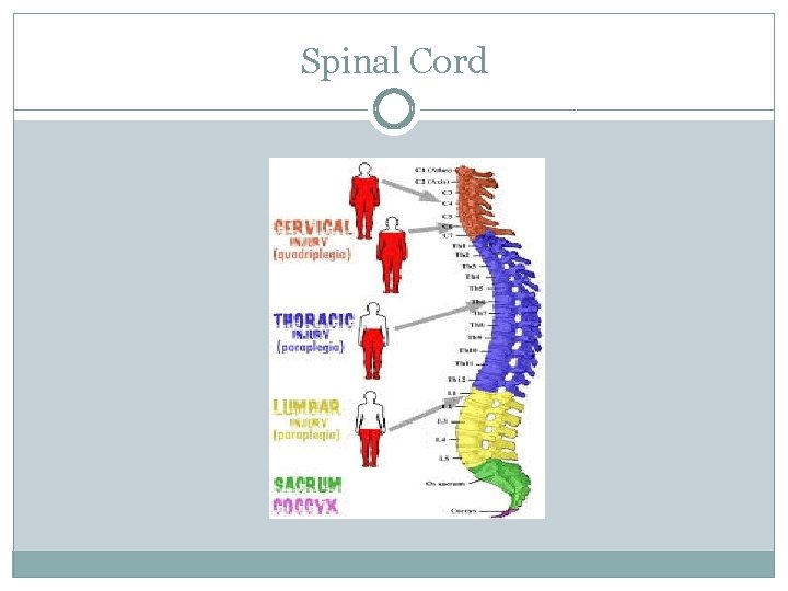 Spinal Cord 