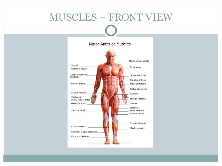 muscles on the front of the body pull bones