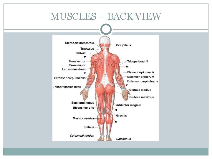MUSCLES – BACK VIEW 