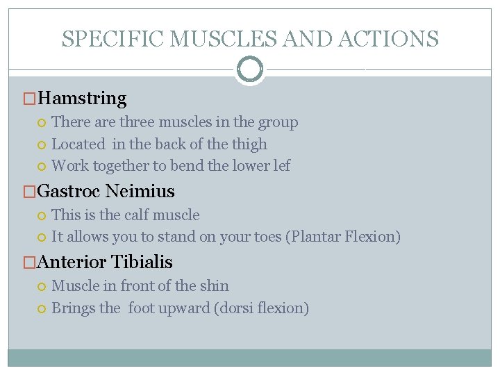 SPECIFIC MUSCLES AND ACTIONS �Hamstring There are three muscles in the group Located in