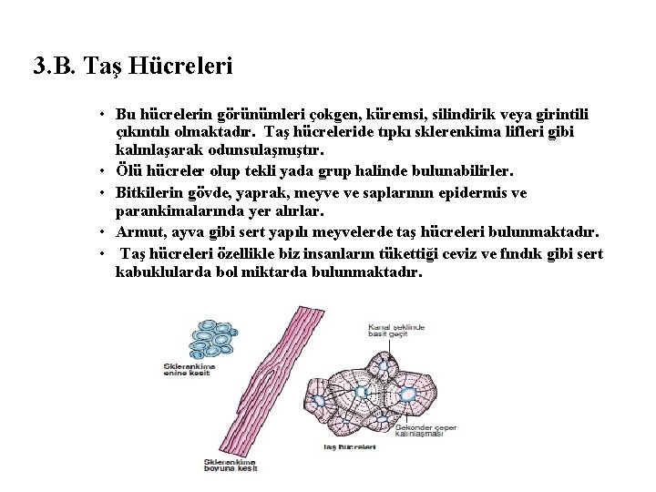 3. B. Taş Hücreleri • Bu hücrelerin görünümleri çokgen, küremsi, silindirik veya girintili çıkıntılı