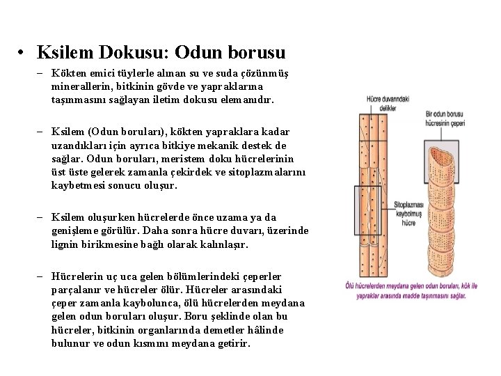  • Ksilem Dokusu: Odun borusu – Kökten emici tüylerle alınan su ve suda