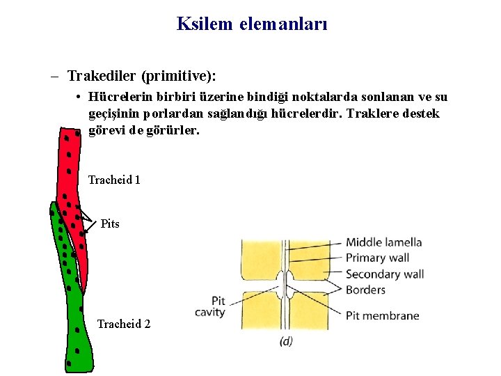 Ksilem elemanları – Trakediler (primitive): • Hücrelerin birbiri üzerine bindiği noktalarda sonlanan ve su