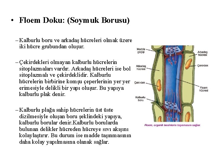  • Floem Doku: (Soymuk Borusu) – Kalburlu boru ve arkadaş hücreleri olmak üzere