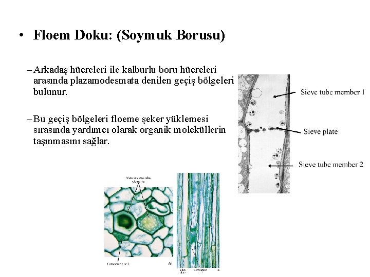  • Floem Doku: (Soymuk Borusu) – Arkadaş hücreleri ile kalburlu boru hücreleri arasında