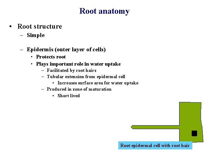 Root anatomy • Root structure – Simple – Epidermis (outer layer of cells) •