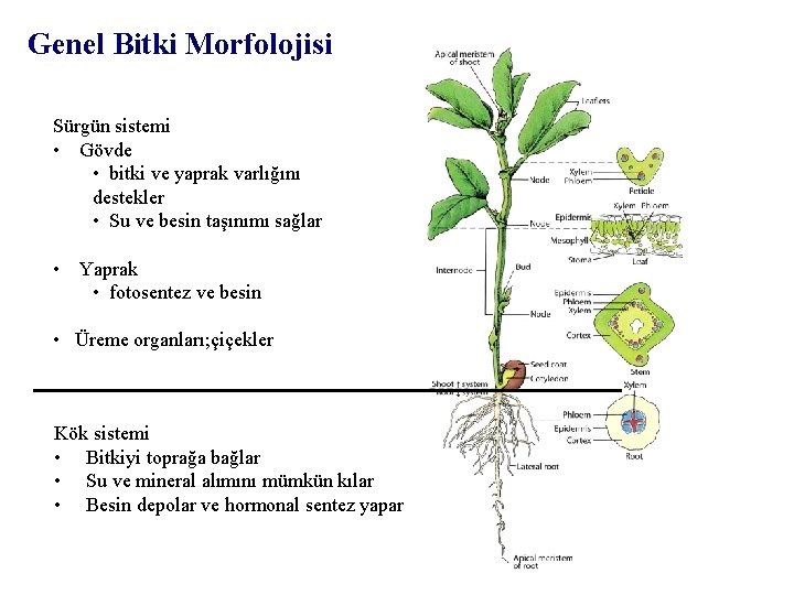 Genel Bitki Morfolojisi Sürgün sistemi • Gövde • bitki ve yaprak varlığını destekler •