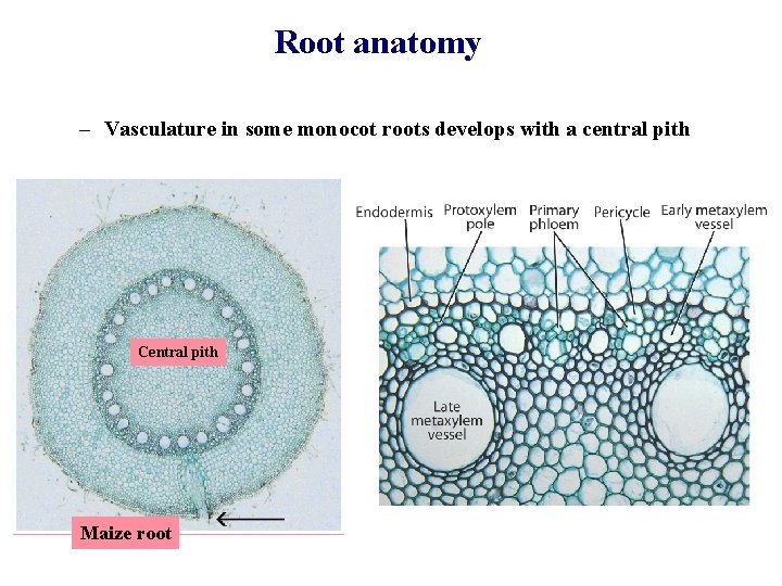 Root anatomy – Vasculature in some monocot roots develops with a central pith Central