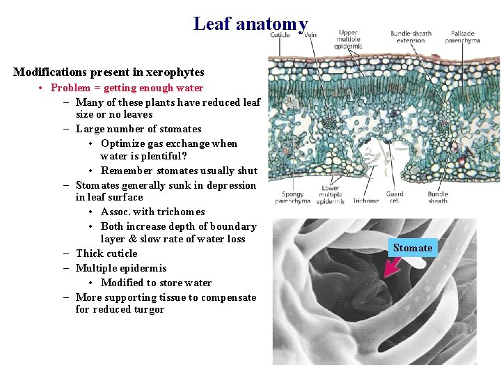 Leaf anatomy Modifications present in xerophytes • Problem = getting enough water – Many