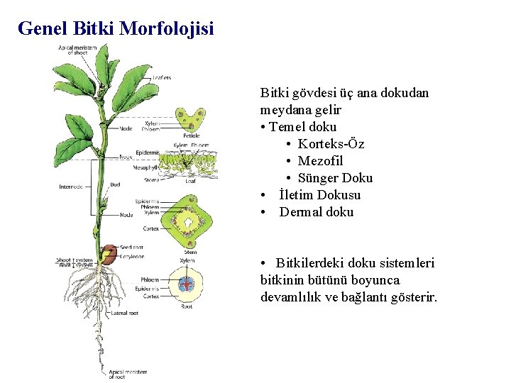 Genel Bitki Morfolojisi Bitki gövdesi üç ana dokudan meydana gelir • Temel doku •