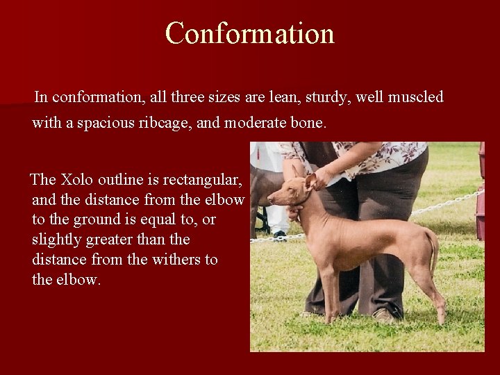 Conformation In conformation, all three sizes are lean, sturdy, well muscled with a spacious