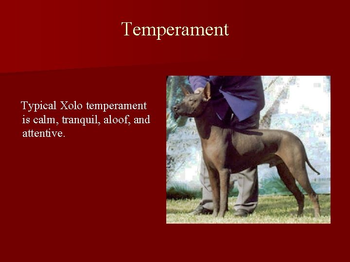 Temperament Typical Xolo temperament is calm, tranquil, aloof, and attentive. 