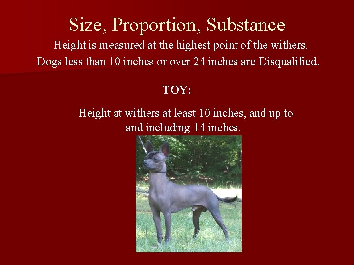 Size, Proportion, Substance Height is measured at the highest point of the withers. Dogs