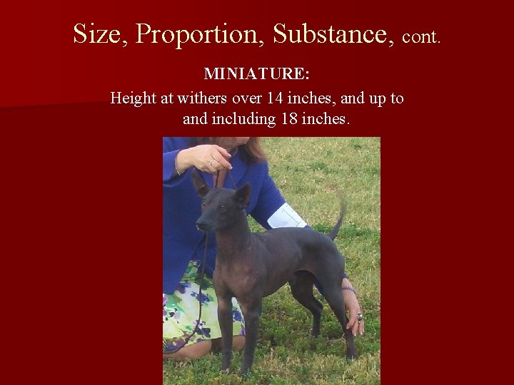 Size, Proportion, Substance, cont. MINIATURE: Height at withers over 14 inches, and up to