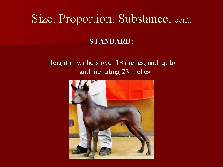 Size, Proportion, Substance, cont. STANDARD: Height at withers over 18 inches, and up to