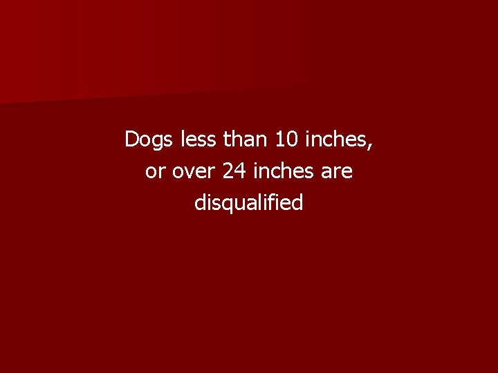 Dogs less than 10 inches, or over 24 inches are disqualified 