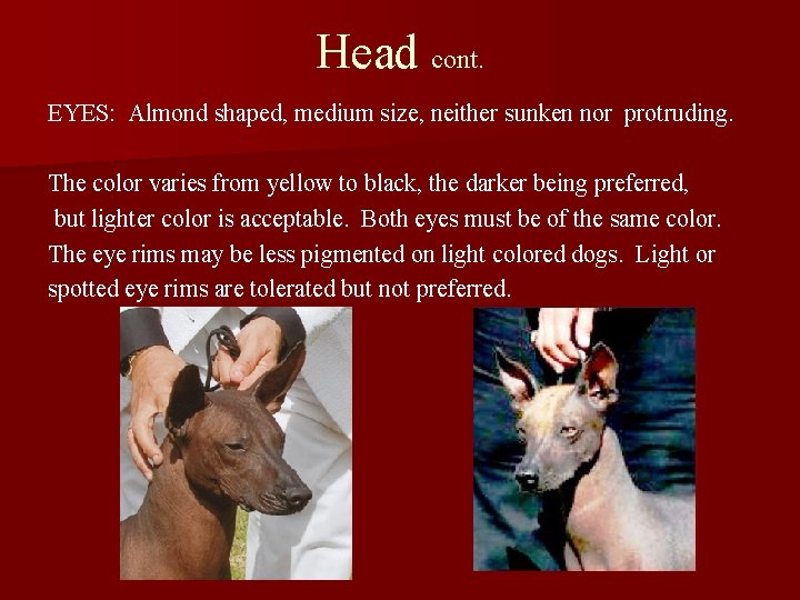 Head cont. EYES: Almond shaped, medium size, neither sunken nor protruding. The color varies