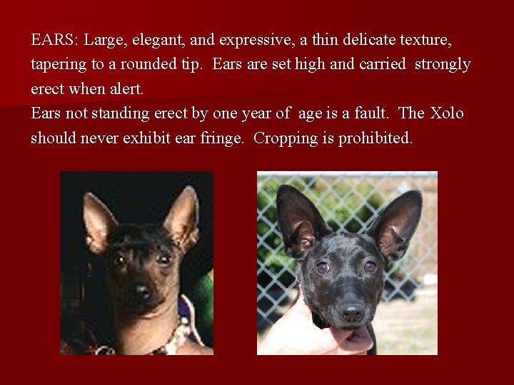 EARS: Large, elegant, and expressive, a thin delicate texture, tapering to a rounded tip.