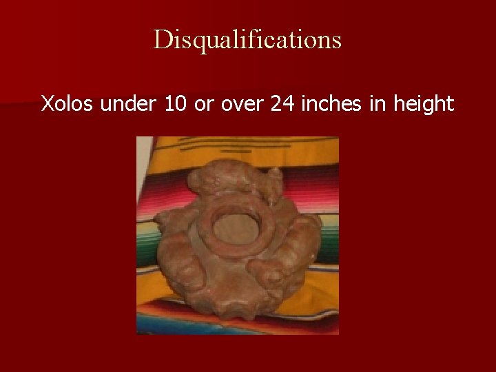 Disqualifications Xolos under 10 or over 24 inches in height 