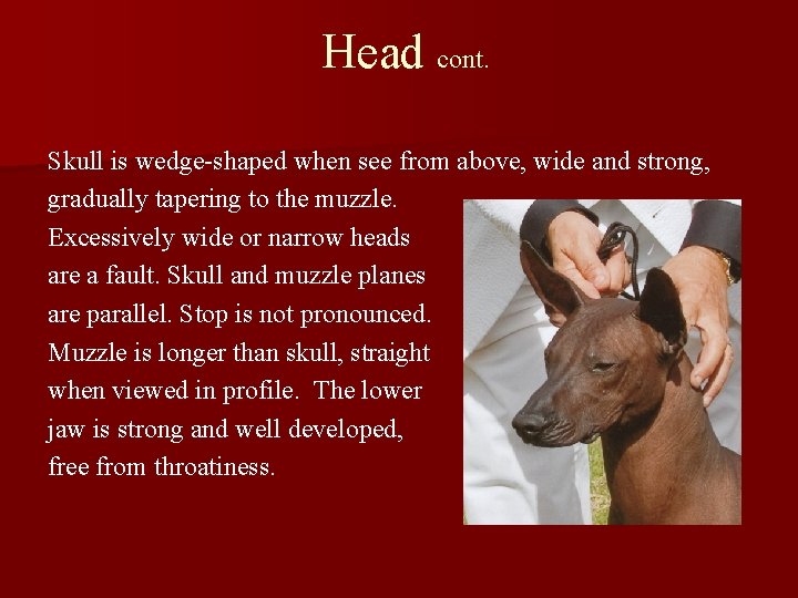Head cont. Skull is wedge-shaped when see from above, wide and strong, gradually tapering