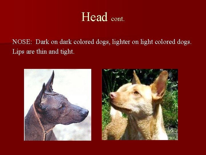 Head cont. NOSE: Dark on dark colored dogs, lighter on light colored dogs. Lips