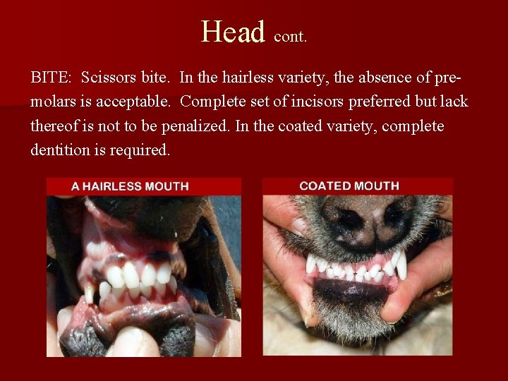 Head cont. BITE: Scissors bite. In the hairless variety, the absence of premolars is