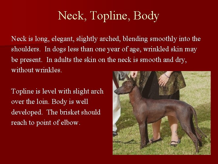 Neck, Topline, Body Neck is long, elegant, slightly arched, blending smoothly into the shoulders.