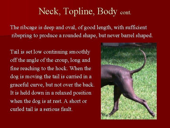 Neck, Topline, Body cont. The ribcage is deep and oval, of good length, with