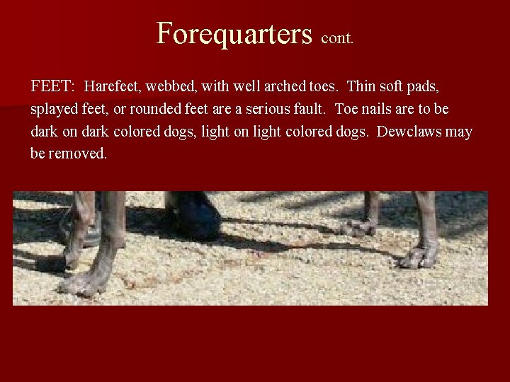 Forequarters cont. FEET: Harefeet, webbed, with well arched toes. Thin soft pads, splayed feet,