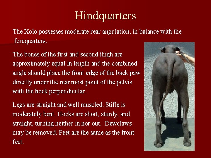 Hindquarters The Xolo possesses moderate rear angulation, in balance with the forequarters. The bones